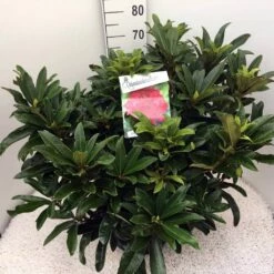 Rhododendron (Rhododendron 'Wilgen's Ruby') -DIRECTPLANT Winkel rho. wilgens ruby c20 1