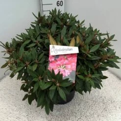 Rhododendron (Rhododendron 'Winsome') -DIRECTPLANT Winkel rho. winsome c10 50 cm 1