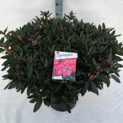 Rhododendron (Rhododendron 'Winsome') -DIRECTPLANT Winkel rho. winsome c30 1