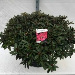 Rhododendron (Rhododendron 'Winsome') -DIRECTPLANT Winkel rho. winsome c40 1