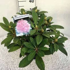 Rhododendron (Rhododendron 'Doc') -DIRECTPLANT Winkel rho. y doc c5