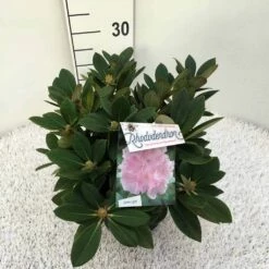 Dwergrhododendron (Rhododendron 'Dreamland') -DIRECTPLANT Winkel rho. y dreamland c5 2