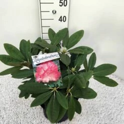 Dwergrhododendron (Rhododendron 'Fantastica') 7 Dwergrhododendron (Rhododendron 'Fantastica') -DIRECTPLANT Winkel rho. y fantastica c5