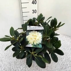 Rhododendron (Rhododendron 'Flava') -DIRECTPLANT Winkel rho. y flava c5 2