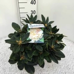 Dwergrhododendron (Rhododendron 'Golden Torch') 23 Dwergrhododendron (Rhododendron 'Golden Torch') -DIRECTPLANT Winkel rho. y golden torch c5 1