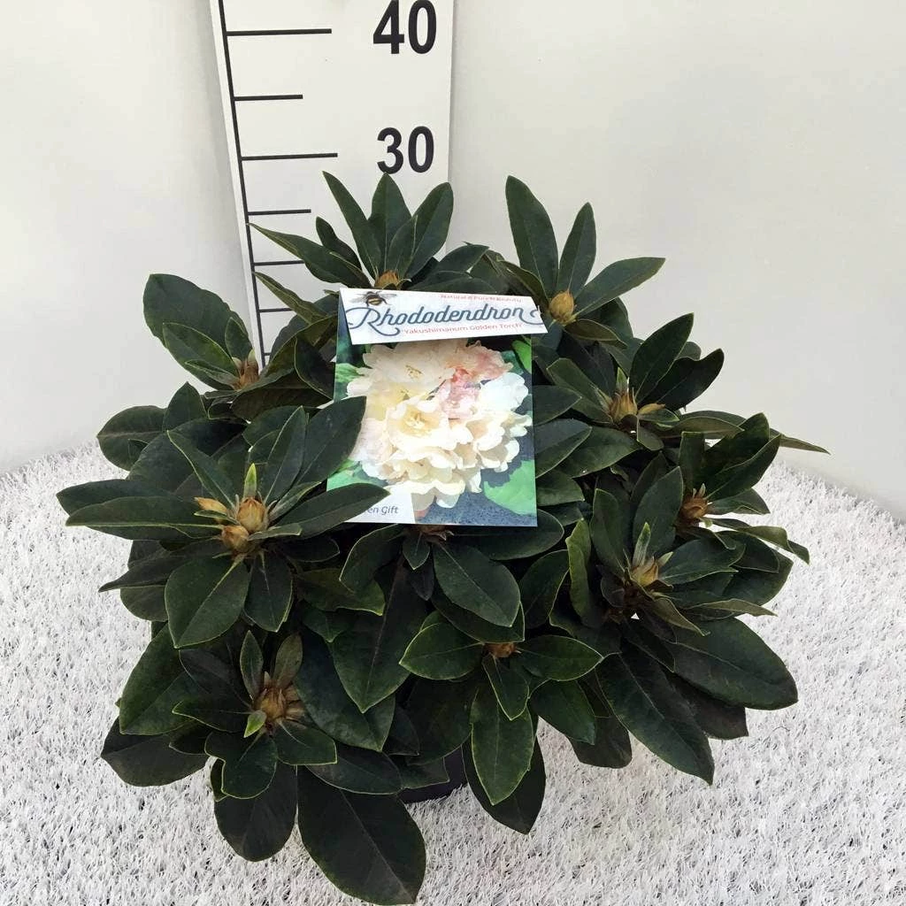 Dwergrhododendron (Rhododendron 'Golden Torch') 12 Dwergrhododendron (Rhododendron 'Golden Torch') - Afbeelding 10