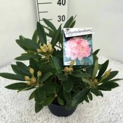 Rhododendron (Rhododendron 'Percy Wiseman') -DIRECTPLANT Winkel rho. y percy wiseman c5 1
