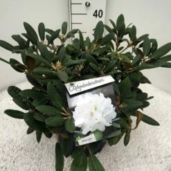 Dwergrhododendron (Rhododendron 'Porzellan') -DIRECTPLANT Winkel rho. y porzelan c10