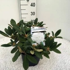 Dwergrhododendron (Rhododendron 'Porzellan') -DIRECTPLANT Winkel rho. y porzelan c5 1