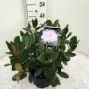 Dwergrhododendron (Rhododendron 'Silberwolke')