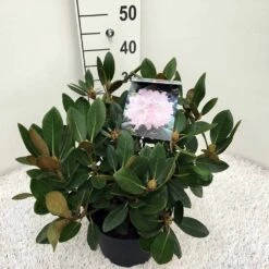 Dwergrhododendron (Rhododendron 'Silberwolke')