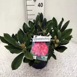 Rhododendron (Rhododendron 'Sneezy') -DIRECTPLANT Winkel rho. y sneezy c5 1