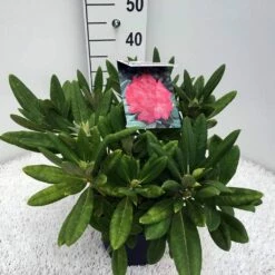 Dwergrhododendron (Rhododendron 'Sweet Sue') -DIRECTPLANT Winkel rho. y sweet sue c5