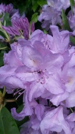 Rhododendron (Rhododendron Catawbiense 'Boursault') -DIRECTPLANT Winkel rhodo boursault 1