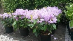 Rhododendron (Rhododendron Catawbiense 'Boursault') -DIRECTPLANT Winkel rhodo boursault 2 1