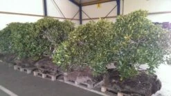 Rhododendron (Rhododendron 'Cunningham White') -DIRECTPLANT Winkel rhodo cun white