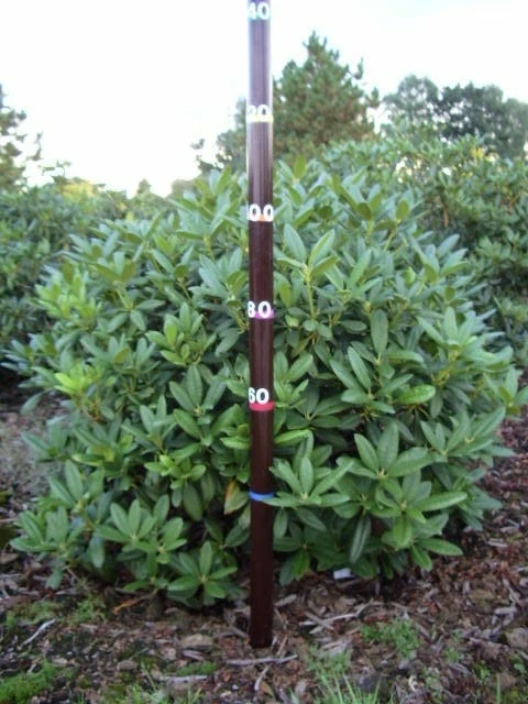 Rhododendron (Rhododendron 'Cunningham White') 21 Rhododendron (Rhododendron 'Cunningham White') - Afbeelding 19