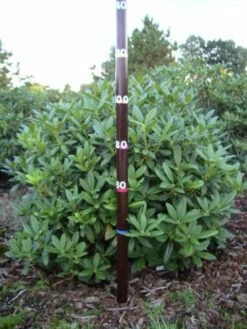 Rhododendron (Rhododendron 'Cunningham White') -DIRECTPLANT Winkel rhodod cun white 1