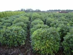 Rhododendron (Rhododendron 'Cunningham White') -DIRECTPLANT Winkel rhodod cun white 2 2