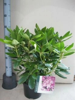 Rhododendron (Rhododendron Catawbiense 'Boursault') -DIRECTPLANT Winkel rhododendron boursault c5 aug