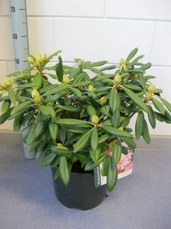 Dwergrhododendron (Rhododendron 'Caroline Allbrook') 4 Dwergrhododendron (Rhododendron 'Caroline Allbrook') - Afbeelding 2