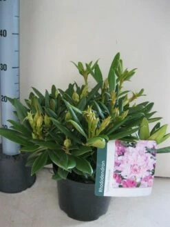 Dwergrhododendron (Rhododendron 'Caroline Allbrook') -DIRECTPLANT Winkel rhododendron caroline allbrook c5 aug 1