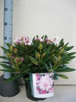 Dwergrhododendron (Rhododendron 'Caroline Allbrook') -DIRECTPLANT Winkel rhododendron caroline allbrook c5 sept 2