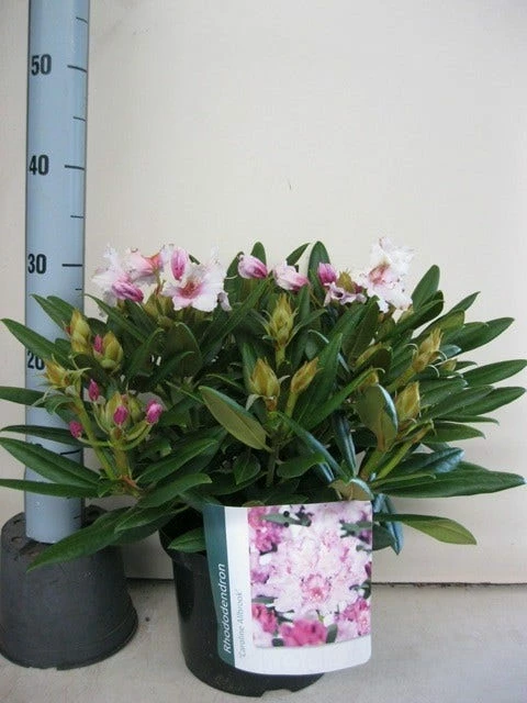 Dwergrhododendron (Rhododendron 'Caroline Allbrook') 6 Dwergrhododendron (Rhododendron 'Caroline Allbrook') - Afbeelding 4