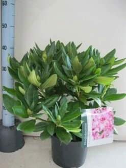 Rhododendron (Rhododendron 'Cosmopolitan') -DIRECTPLANT Winkel rhododendron cosmopolotan c5 aug