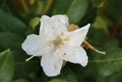 Rhododendron (Rhododendron 'Cunningham White') 23 Rhododendron (Rhododendron 'Cunningham White') -DIRECTPLANT Winkel rhododendron cunningham white 2 1