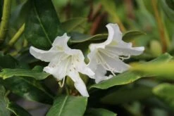 Rhododendron (Rhododendron 'Cunningham White') 22 Rhododendron (Rhododendron 'Cunningham White') -DIRECTPLANT Winkel rhododendron cunningham white 5 1