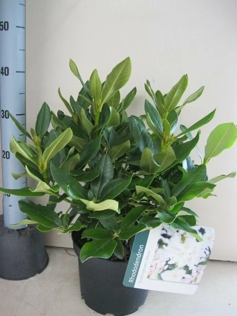 Rhododendron (Rhododendron 'Cunningham White') 6 Rhododendron (Rhododendron 'Cunningham White') - Afbeelding 4