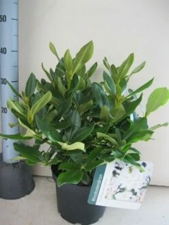 Rhododendron (Rhododendron 'Cunningham White') -DIRECTPLANT Winkel rhododendron cunninghams white c5 aug 1