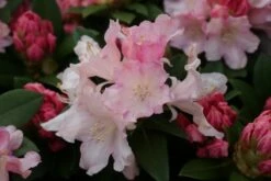 Dwergrhododendron (Rhododendron 'Dreamland') -DIRECTPLANT Winkel rhododendron dreamland 2