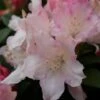 Dwergrhododendron (Rhododendron 'Dreamland') -DIRECTPLANT Winkel rhododendron dreamland 2