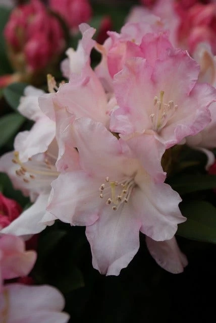 Dwergrhododendron (Rhododendron 'Dreamland') 3 Dwergrhododendron (Rhododendron 'Dreamland')