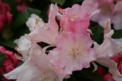 Dwergrhododendron (Rhododendron 'Dreamland') -DIRECTPLANT Winkel rhododendron dreamland 3 1