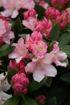 Dwergrhododendron (Rhododendron 'Dreamland') -DIRECTPLANT Winkel rhododendron dreamland 4 1