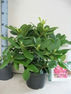 Rhododendron (Rhododendron 'Germania') -DIRECTPLANT Winkel rhododendron germania c5 aug 1