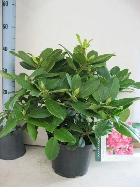 Rhododendron (Rhododendron 'Germania') 4 Rhododendron (Rhododendron 'Germania') - Afbeelding 2