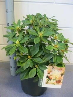 Dwergrhododendron (Rhododendron 'Golden Torch') 15 Dwergrhododendron (Rhododendron 'Golden Torch') -DIRECTPLANT Winkel rhododendron golden torch c12 november 2 1