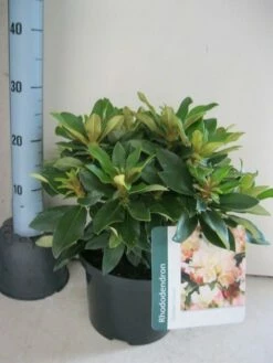 Dwergrhododendron (Rhododendron 'Golden Torch') -DIRECTPLANT Winkel rhododendron golden torch c5 aug