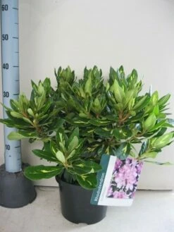 Rhododendron (Rhododendron 'Goldflimmer') -DIRECTPLANT Winkel rhododendron goldflimmer c5 aug 1 1
