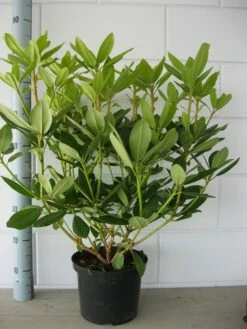 Rhododendron (Rhododendron Catawbiense 'Grandiflorum') -DIRECTPLANT Winkel rhododendron grandiflorum 50 60 1 1