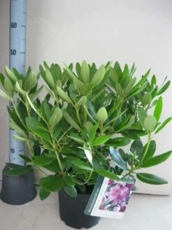 Rhododendron (Rhododendron Catawbiense 'Grandiflorum') -DIRECTPLANT Winkel rhododendron grandiflorum c5 aug