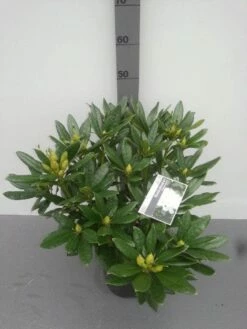 Rhododendron (Rhododendron 'Madame Masson') -DIRECTPLANT Winkel rhododendron madame masson