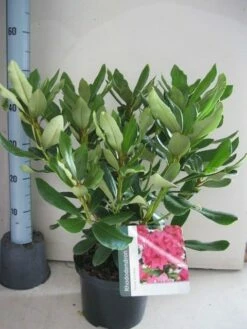 Rhododendron (Rhododendron 'Nova Zembla') -DIRECTPLANT Winkel rhododendron nova zembla c5 aug
