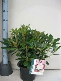 Rhododendron (Rhododendron 'Percy Wiseman') 29 Rhododendron (Rhododendron 'Percy Wiseman') -DIRECTPLANT Winkel rhododendron percy wiceman c5 aug 1