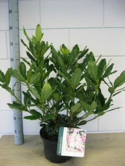 Bosrhododendron (Rhododendron Ponticum 'Roseum') -DIRECTPLANT Winkel rhododendron ponticum roseum c5 oktober 1 1