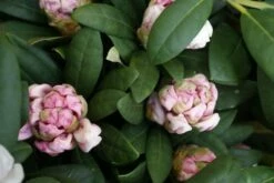 Dwergrhododendron (Rhododendron 'Porzellan') -DIRECTPLANT Winkel rhododendron porzellan